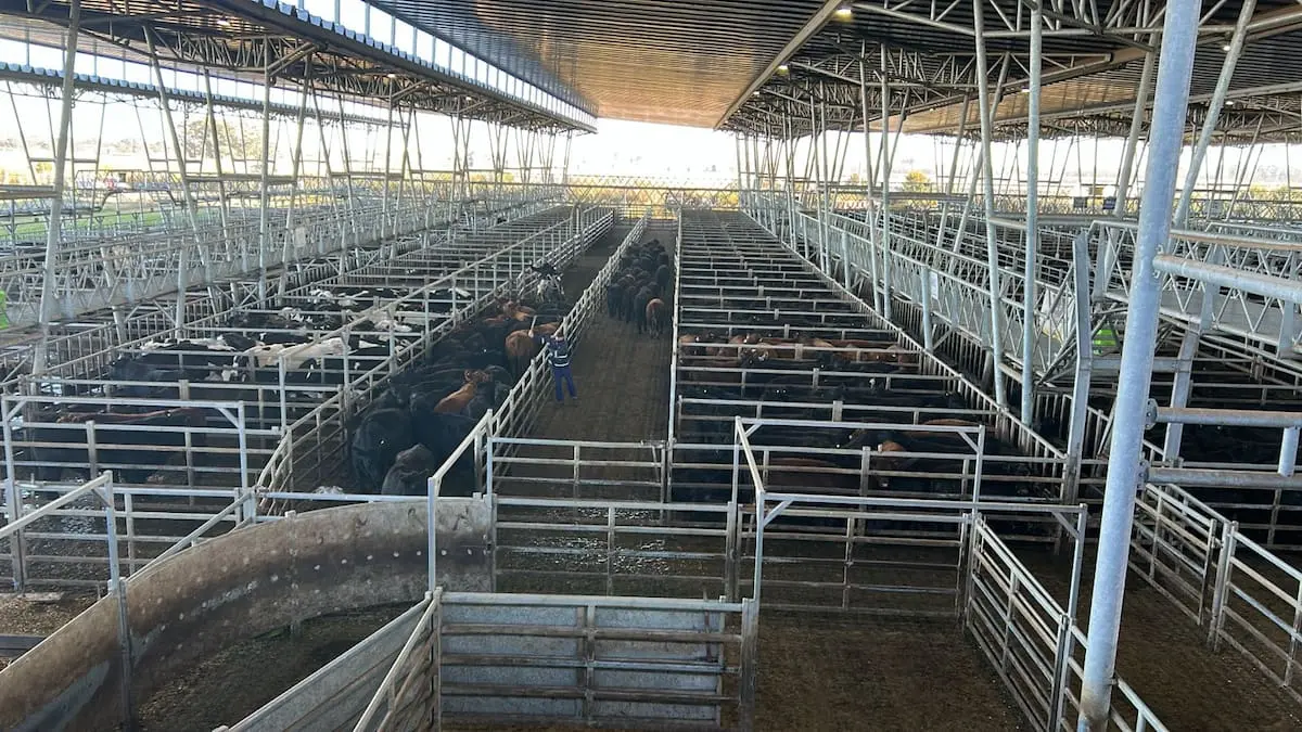 Bajas en el mercado agroganadero de Cañuelas marcan el inicio de la semana