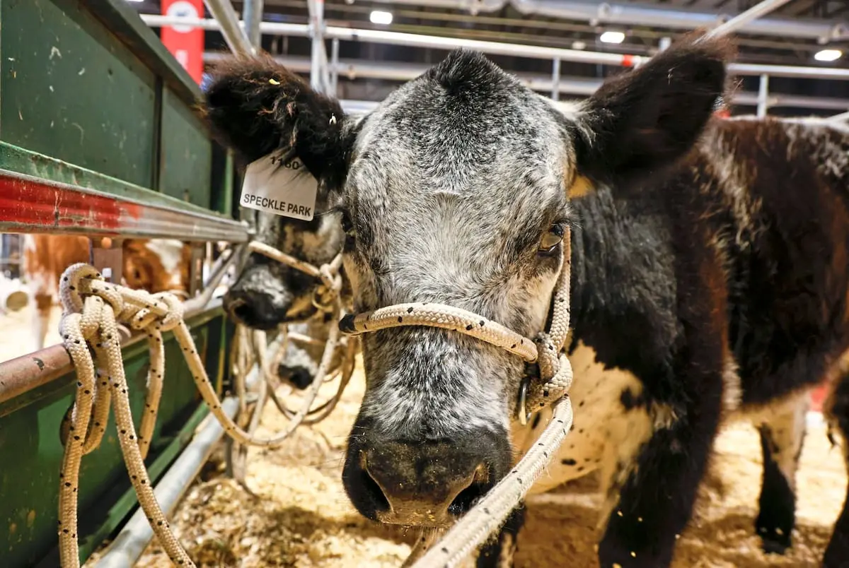 Palermo presenta una nueva superraza bovina destacada por la calidad de su carne