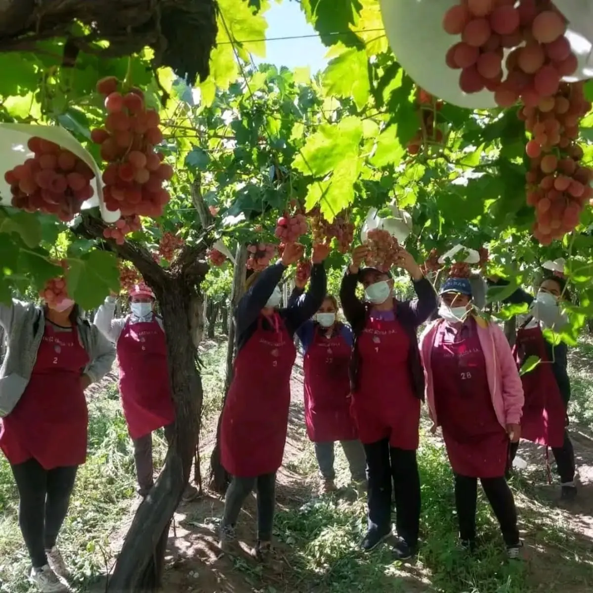 Joven emprendedor de España transforma su pasión por las frutas en una exitosa exportación de uvas a mercados selectos