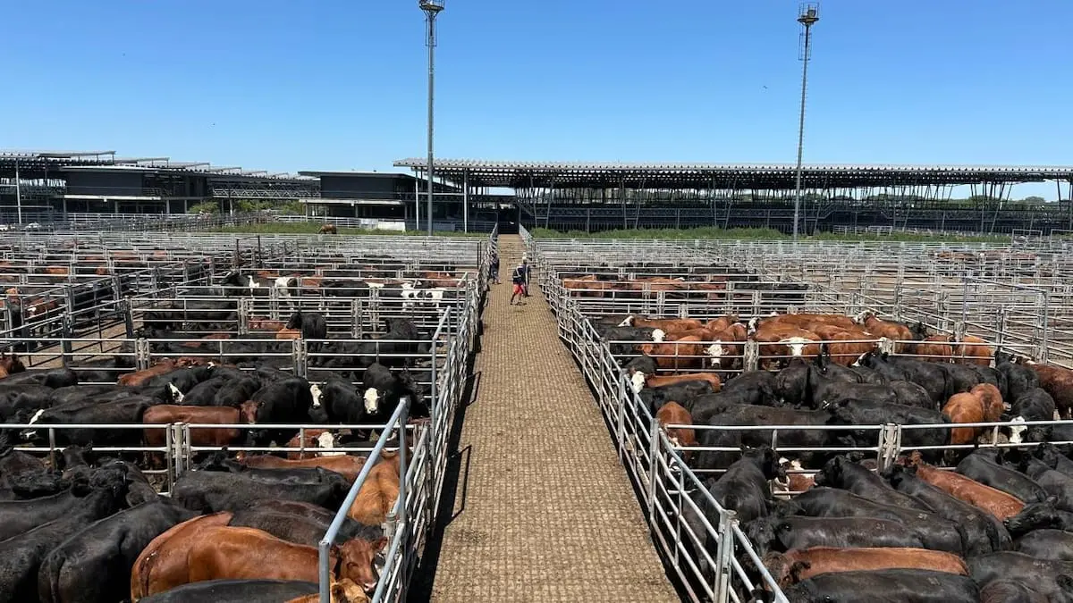 Comienzo de semana con altibajos en el Mercado Agroganadero de Cañuelas: análisis de tendencias и precios
