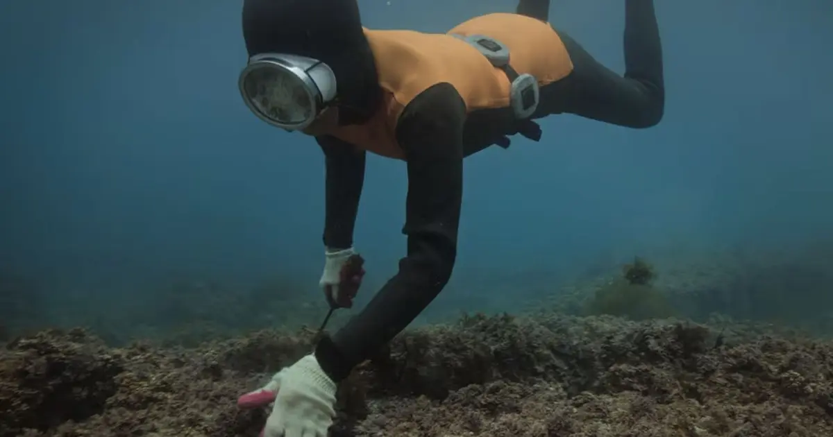 La fascinante vida de las Haenyeo, las sirenas surcoreanas que sumergen 20 metros en el mar sin oxígeno