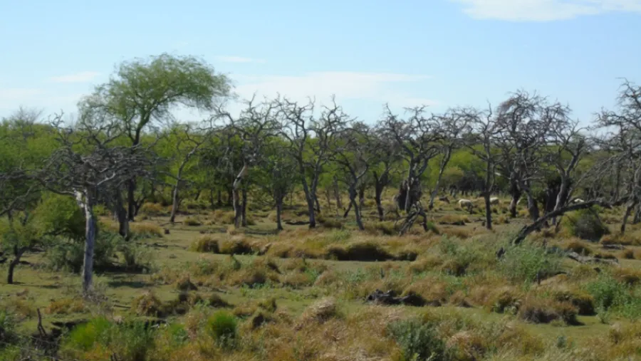 STJ dispone la regeneración natural de un bosque nativo en Villaguay para preservar la biodiversidad local