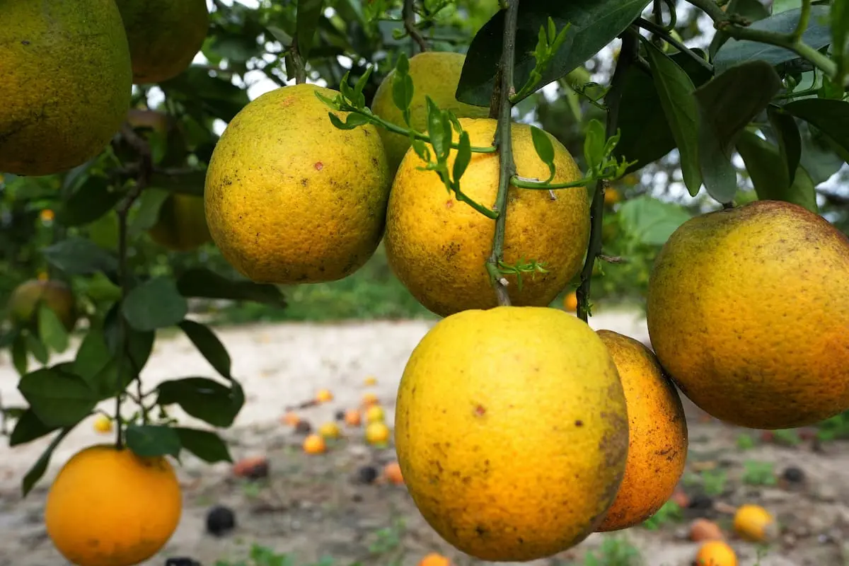 La Unión Europea impone restricciones a naranjas argentinas y advierte sobre barrera paraarancelaria