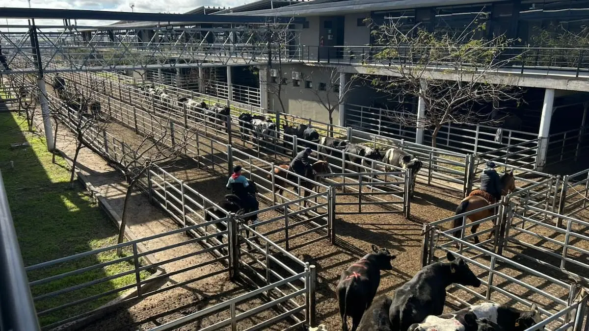 Tendencias y variaciones en precios del Mercado Agroganadero de Cañuelas durante la semana actual