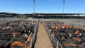 El novillo registra un incremento del 3,25% en el mercado agroganadero de Cañuelas