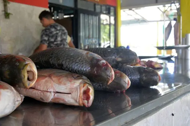 Crisis hídrica en el río Paraná afecta la reproducción de especies clave