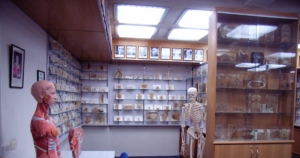 Restos humanos hallados en un museo universitario de Tasmania generan controversia por uso no autorizado