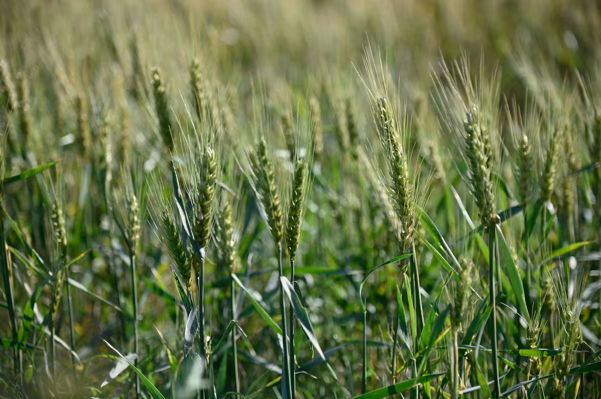 Trigo: cómo está y qué puede pasar con el maíz y la soja