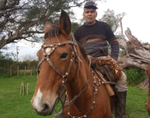 La desazón de un productor correntino: le mataron 11 vacas a tiros en la costa del río Uruguay
