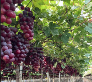 Piden a Luis Caputo que mantenga instrumentos para la trazabilidad en el vino