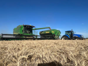 Una gran cosecha de trigo abre interrogantes sobre el futuro de los precios