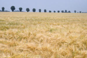 Ragt Semillas se quedó con el negocio mundial de cebada maltera de Syngenta