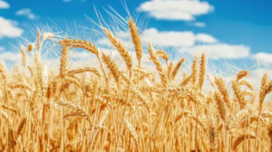 El lado B de la supercosecha de trigo: precios se desplomaron en mercados locales e internacionales