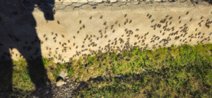 Tucura sapo se come todo en un campo de más de 100 años en el norte de Santa Cruz