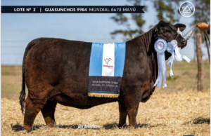 Compraron 33% de una ternera Brangus por $105 millones