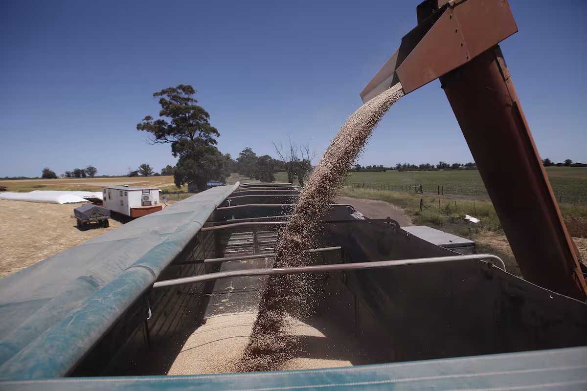 La caída del precio del trigo obliga a optar por una estrategia especial