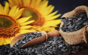 Récord en la molienda de un cultivo cuyo aceite vive un boom de ventas