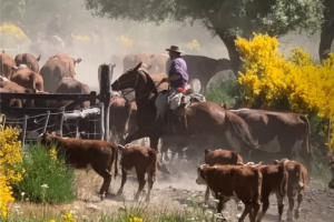 El Gobierno declaró la emergencia agropecuaria en Neuquén