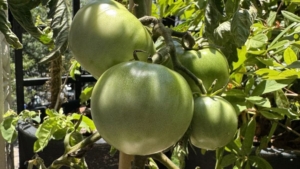 Cristina Kirchner difunde “el tomate peronista” para cuestionar la gestión de Milei