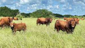 En dólares corrientes el precio del ternero para invernada marca un máximo histórico