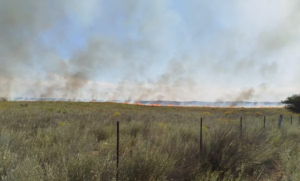 Incendios en La Pampa: denuncian muerte de ganado y crece el temor