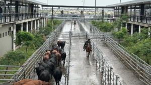 Altibajos en los valores del Mercado Agroganadero de Cañuelas