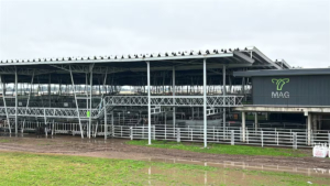 Mercado Agroganadero de Cañuelas recibió 314 vacunos