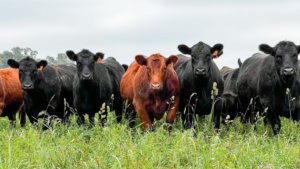 Todo lo que hay que saber si hay presencia elevada de arsénico y flúor en el agua
