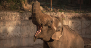 Vacuna para elefantes en Tailandia: desafío de política pública y cooperación internacional que afecta a aldeas rurales