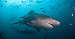 Murió un nene australiano de 12 años tras ataque de tiburón en el puerto de Sídney; abre debate sobre seguridad