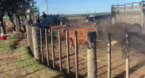 Dueño del feedlot allanado en Córdoba presenta su descargo