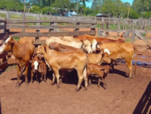Corrientes intensifica la lucha contra el abigeato tras ola de robos de hacienda