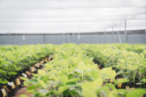 Cómo producir más después del trigo