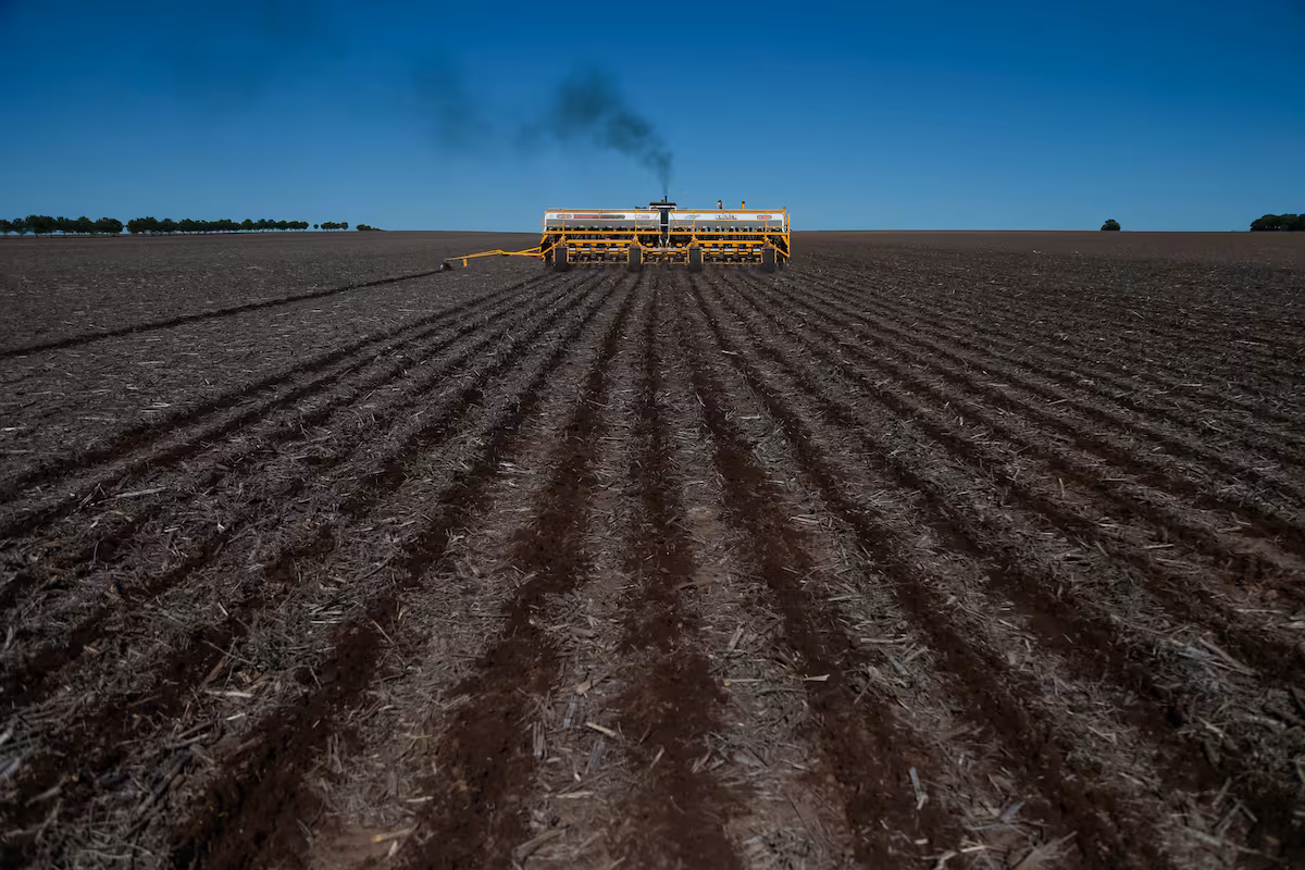 Campaña 2025/26: con precios sostenidos la soja recupera superficie de cultivo