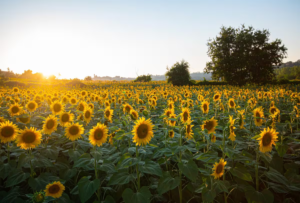 Con mayor producción, el girasol argentino escala posiciones en el ranking global