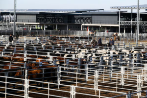 Demanda moderada y caída de precios en el Mercado Agroganadero de Cañuelas