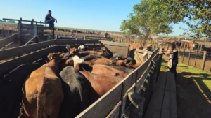 Cheques sin fondos, hacienda en movimiento y feedlot sospechoso: allanamiento recuperó ganado por $2000 millones