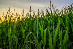 La soja y el maíz recuperan poder de compra y renuevan las expectativas del mercado