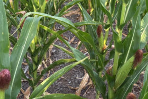 La falta de lluvias complica las etapas finales de los granos gruesos