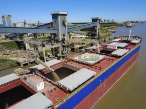 Granos: Soja en pausa, trigo en auge y realidades opuestas