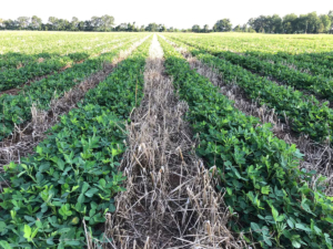 El capital silencioso que redefine el uso de la tierra agrícola