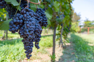 Cómo se repartirán las cuotas, clave para las economías regionales