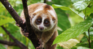 Adorable pero letal: el loris perezoso, primate venenoso que obliga a la política a enfrentar la conservación
