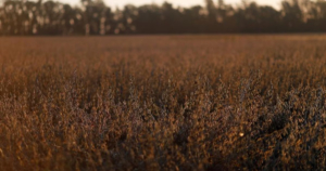 Bioceres anunció reestructuración de deuda; Rizobacter buscará reperfilar vencimientos