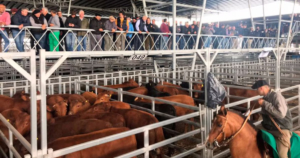 Datos de faena, valor del novillo, carnaval y efecto hamburguesa: todo apunta a que la carne vacuna seguirá aumentando; cuota a EEUU