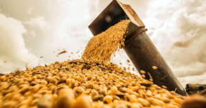 Calculan que la sequía achicó 600.000 t de soja y esperan que se corte en el carnaval, según la bolsa de comercio