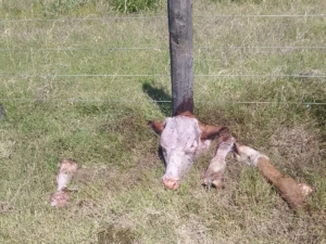 Inseguridad rural: la problemática que afecta al campo — LA NACION