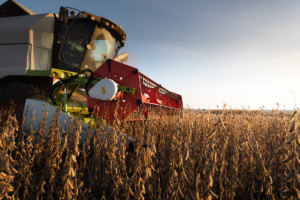 Importante suba de la soja en Chicago: alcanza su valor más alto en dos meses