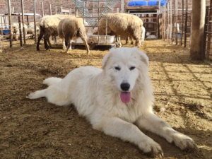 Guardaespaldas: cría de perros élite protege ovejas como única barrera frente a pumas y perros salvajes