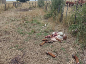 Advierten que una banda criminal encarga la faena de ganado y comercializa la carne